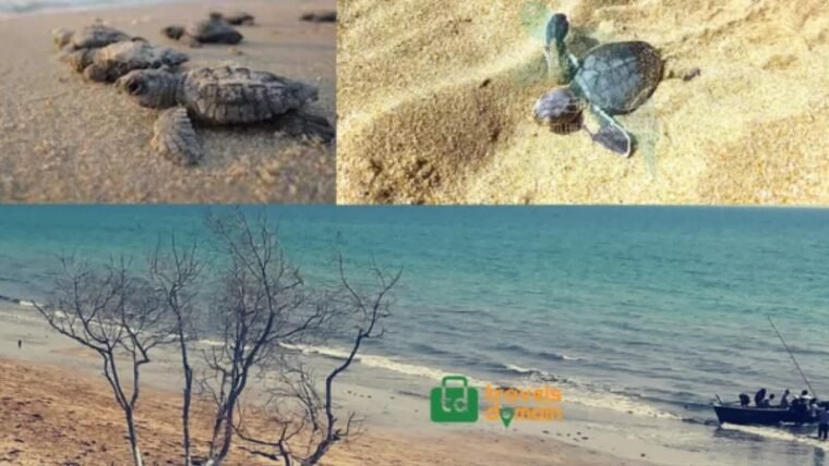 Turtle Beach Karachi.