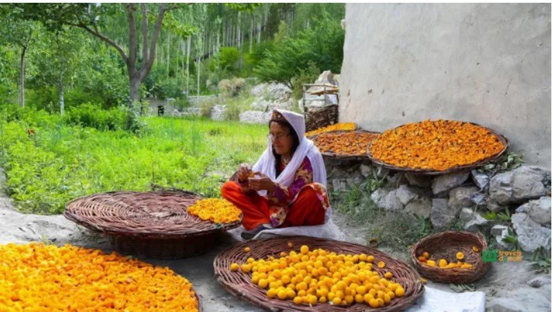 Kalash Valley