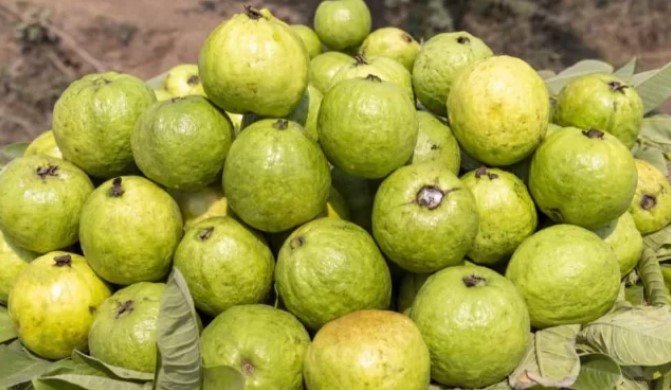 5 Best Fruits of the Winter Season 3 best fruits of the winter