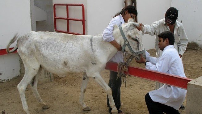 All that You Really want to Know about Karachi Zoo 8 5 84