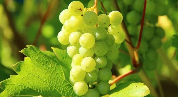 5 Best Fruits of the Winter Season 5 5 85